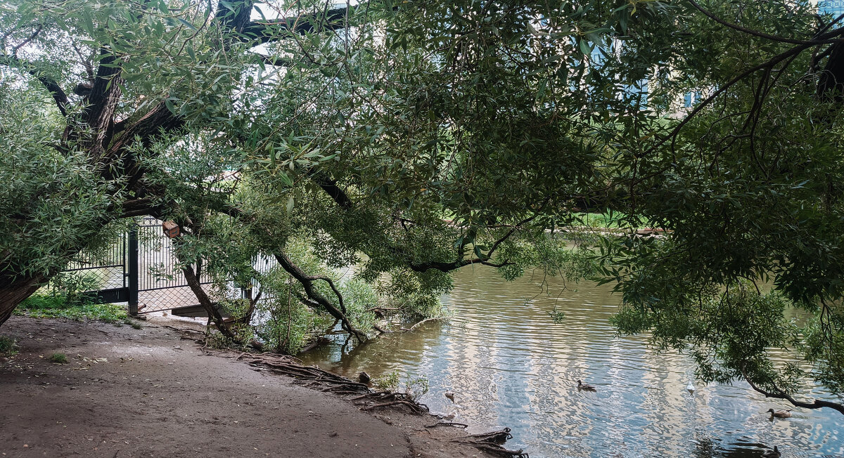 Дождливый парк - ura Зелев