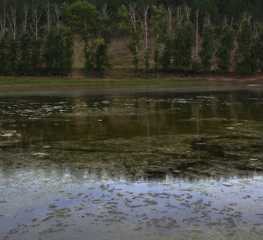 * - Наталья Покацкая * - Наталья Покацкая