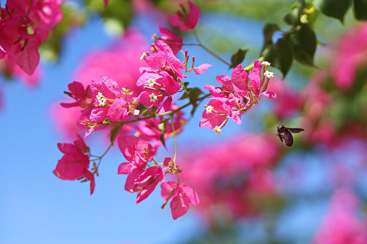 На лету. - Оля Богданович На лету. - Оля Богданович