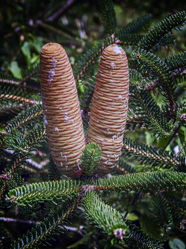 Пихта нумидийская - Андроник Александр Пихта нумидийская - Андроник Александр