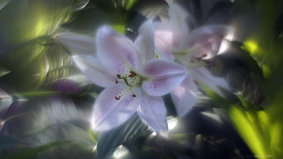 Лилия.... - Ольга Cоломатина