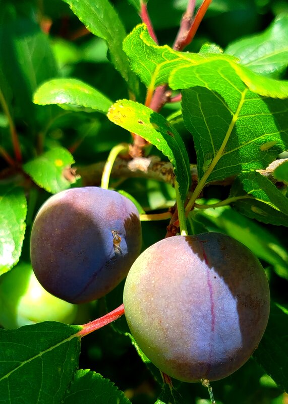 Спеет слива - светлана льдокова Спеет слива - светлана льдокова