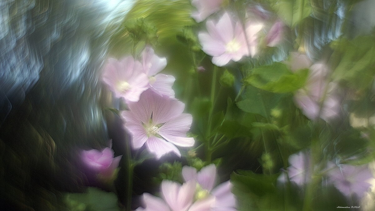 Мальва - Ольга Cоломатина