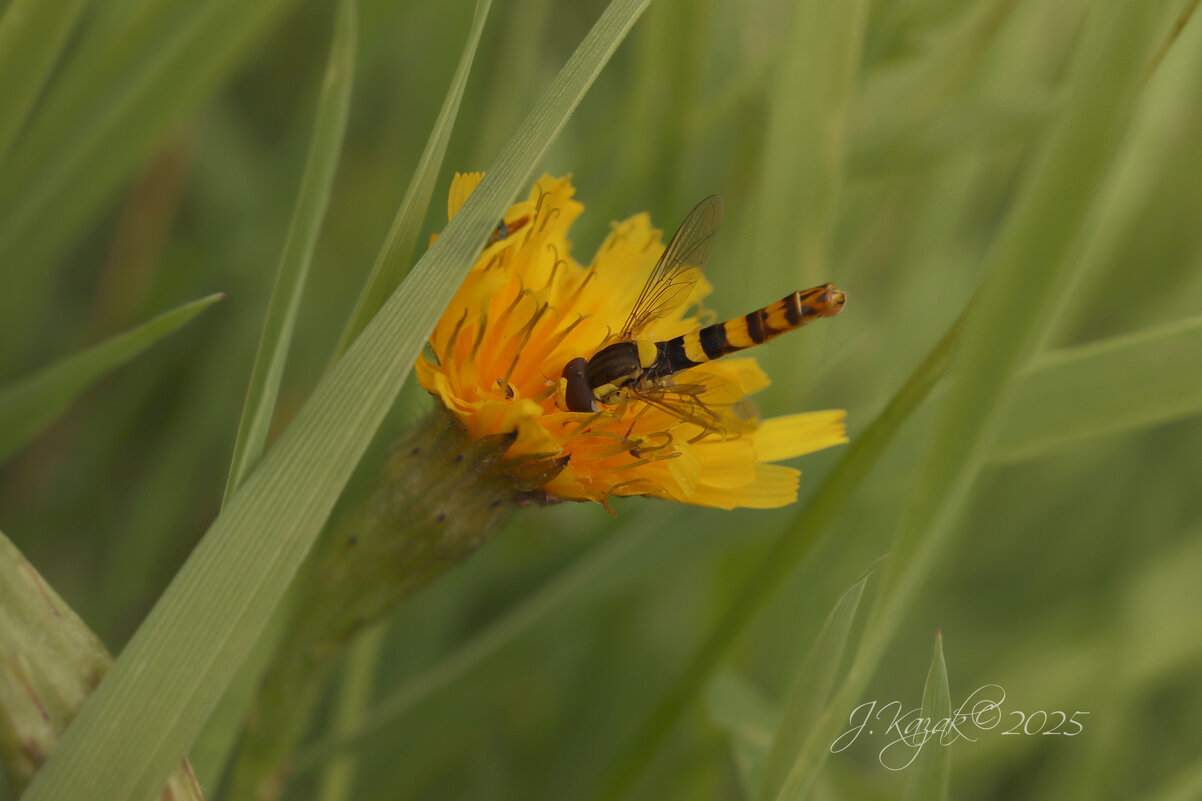 *** - Елена Kазак (selena1965)