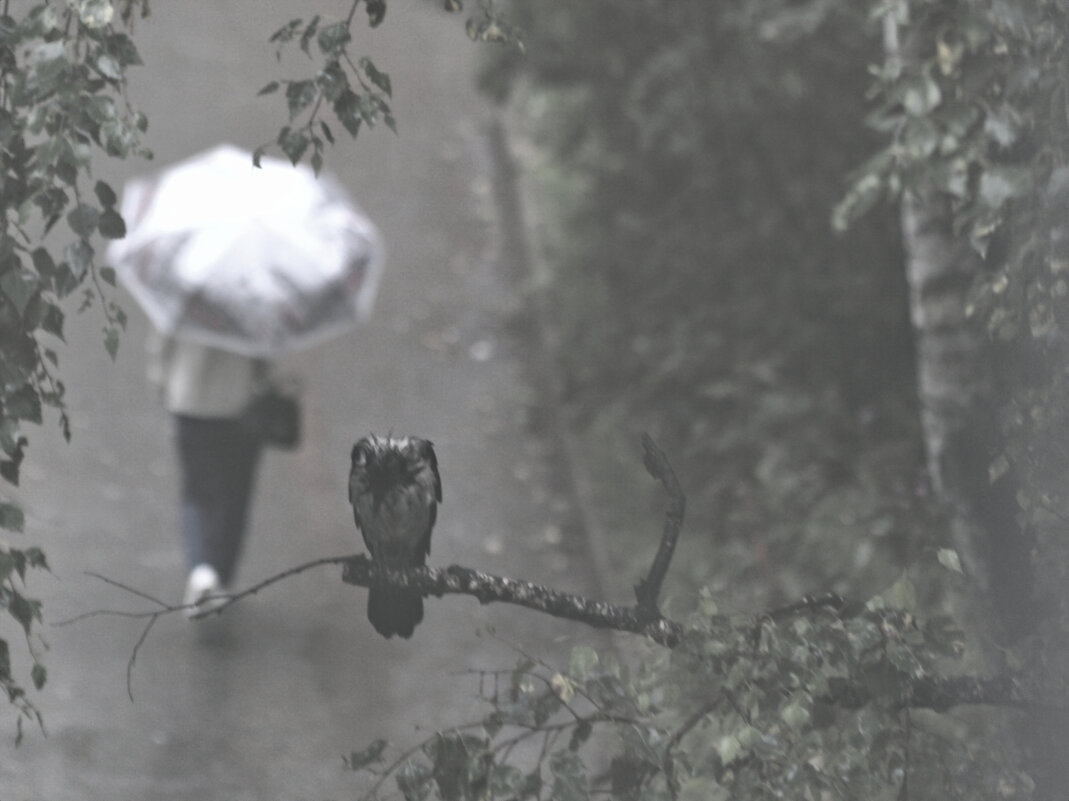 *** - Сергей Сергеев