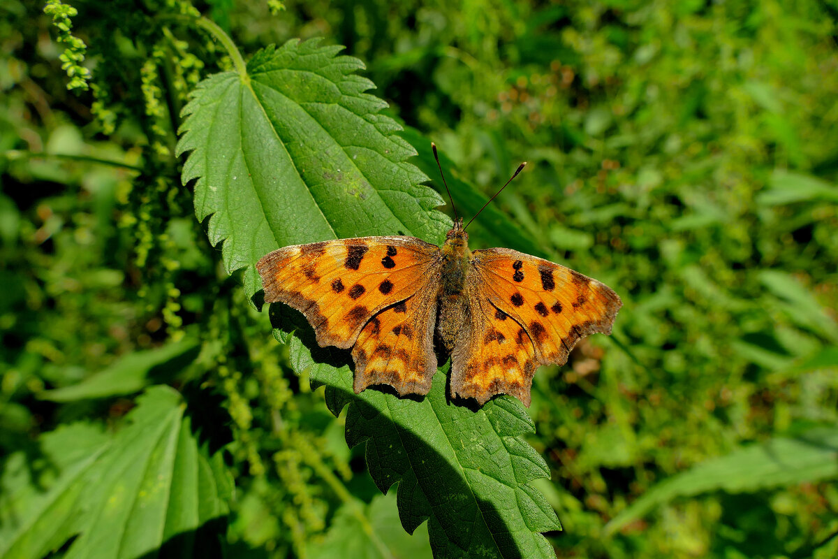 из сегодняшней съемки 1 - Александр Прокудин