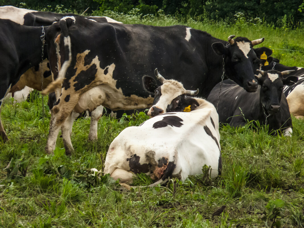 Модель была не довольна... - Наталья Rosenwasser