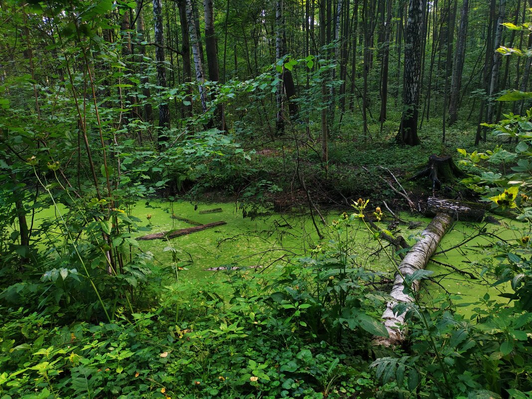 * * * - Андрей Лукьянов * * * - Андрей Лукьянов