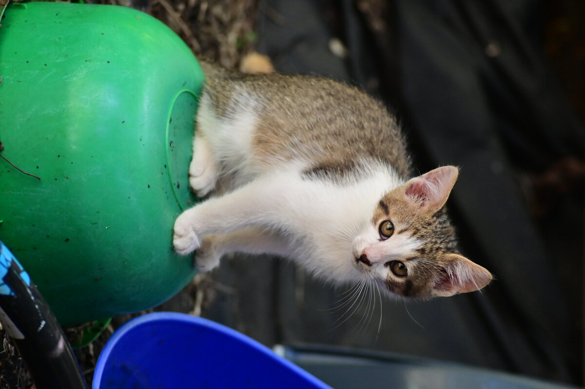 котэ - Константин Сафронов котэ - Константин Сафронов
