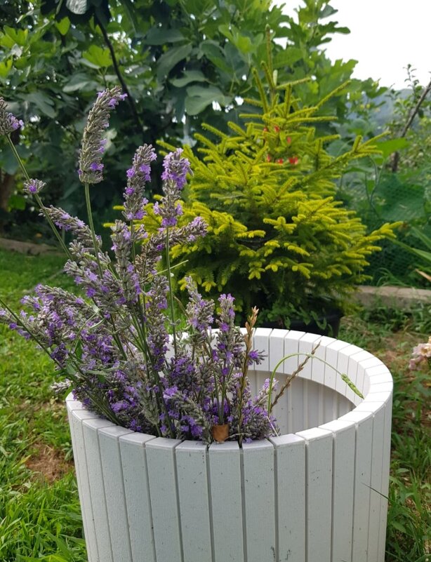 ЛАВАНДА - Tata Wolf