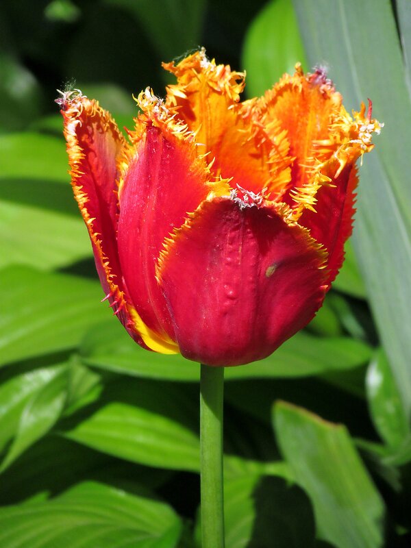 Тюльпаны - Роман Савоцкий