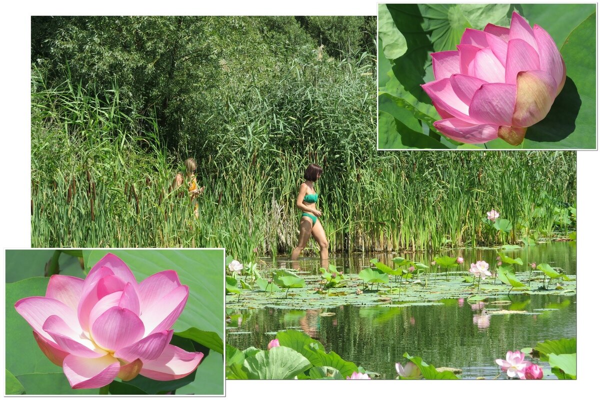 Фотографироваться - можно , рвать - нельзя ... - Сеня Белгородский