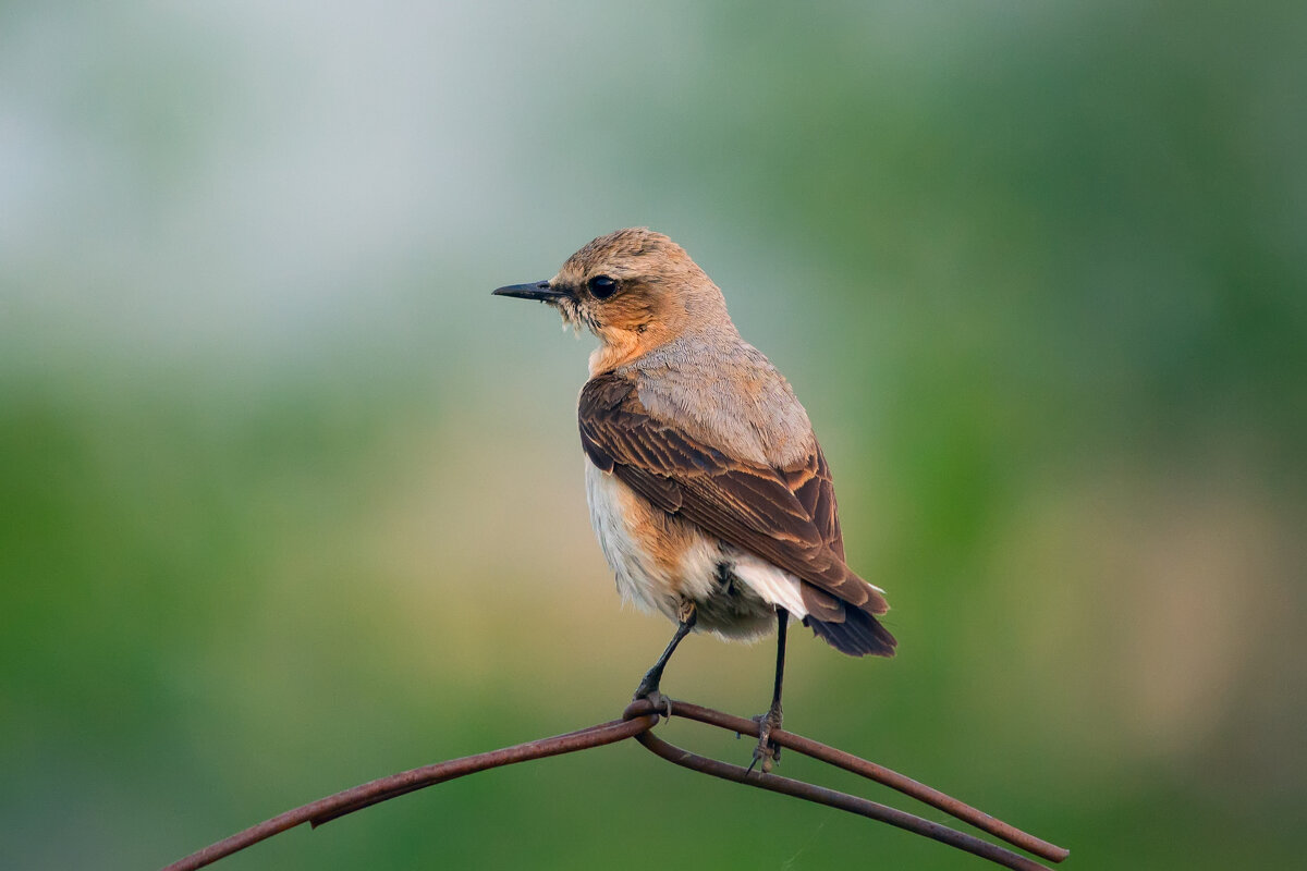 каменка - Виталий Емельянов