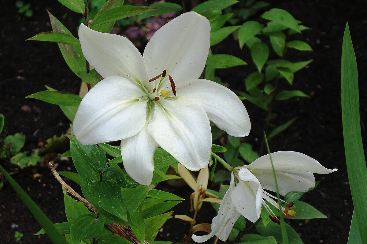 Лилия - Рита Симонова