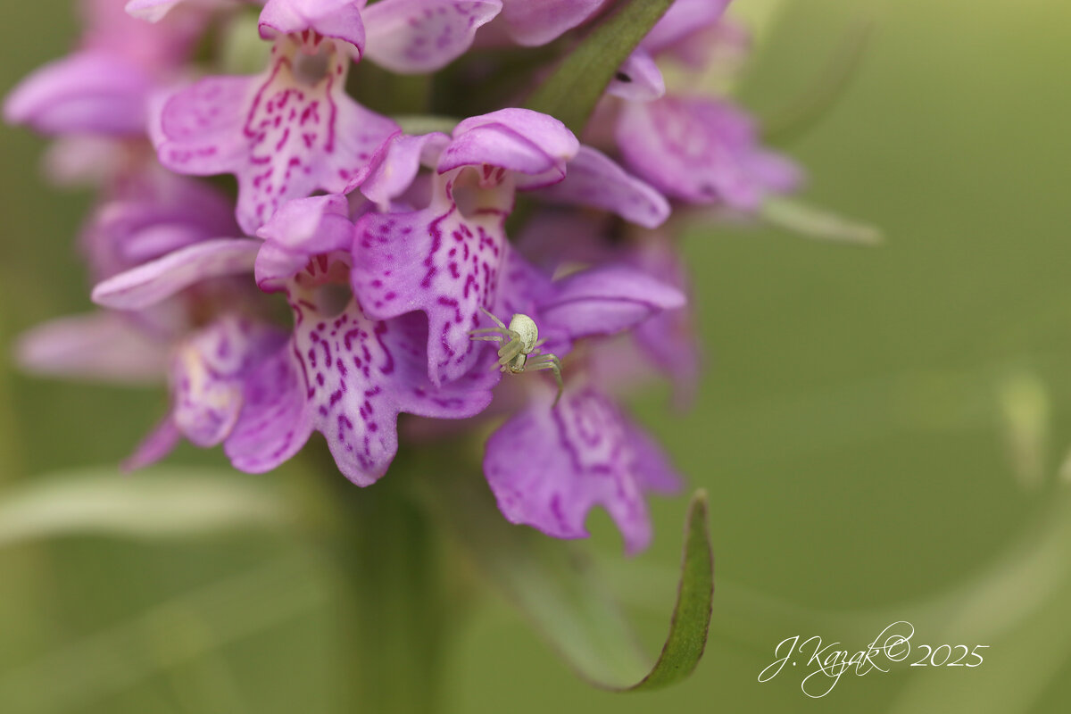 *** - Елена Kазак (selena1965)