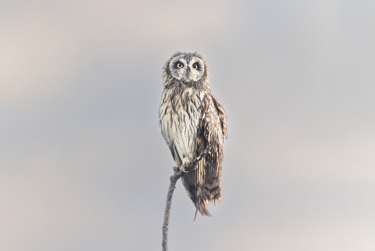 сова болотная. - юрий макаров