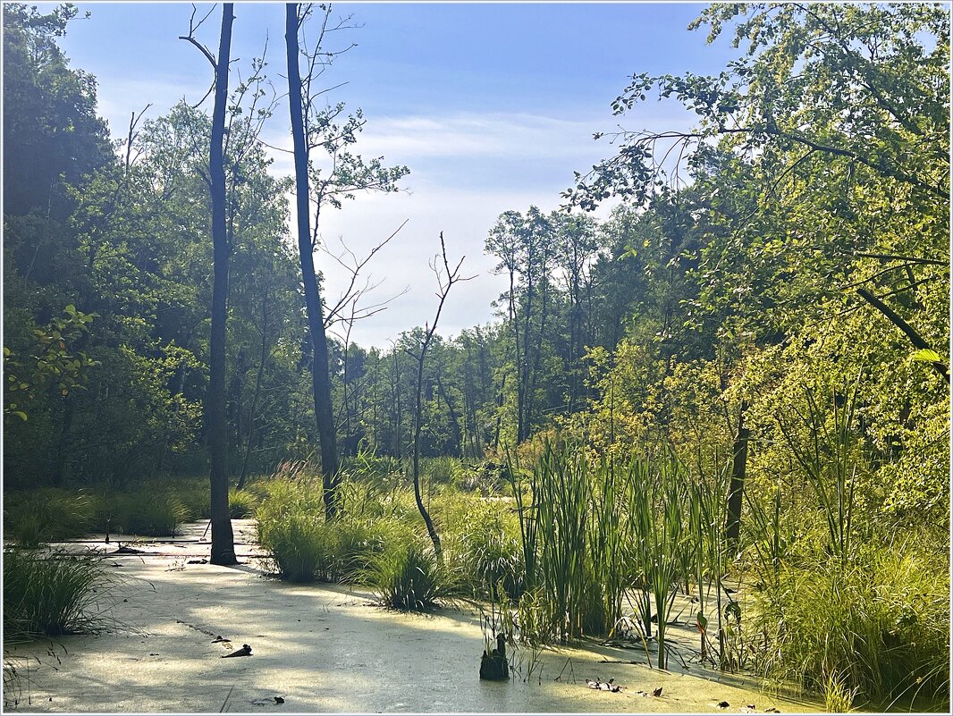 Лесное болото. - Валерия Комова