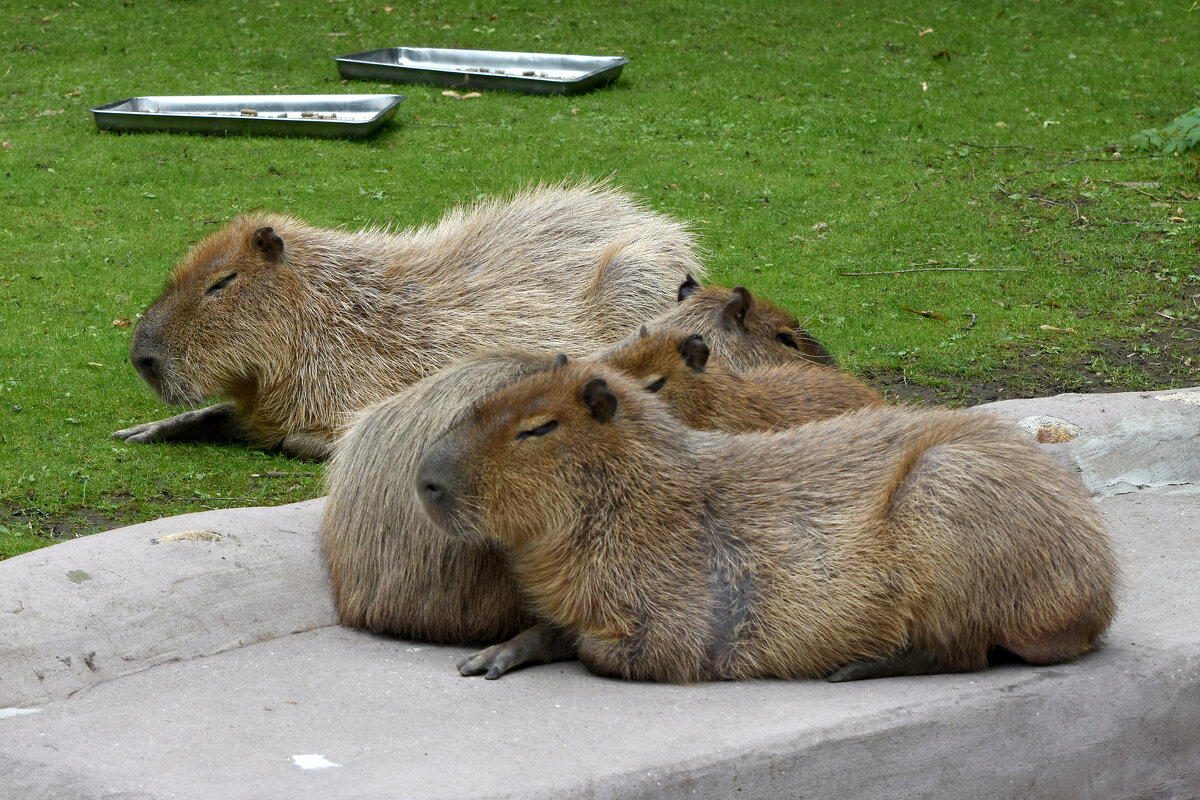 Московский Зоопарк. Капибары. - Наташа ***** Московский Зоопарк. Капибары. - Наташа *****