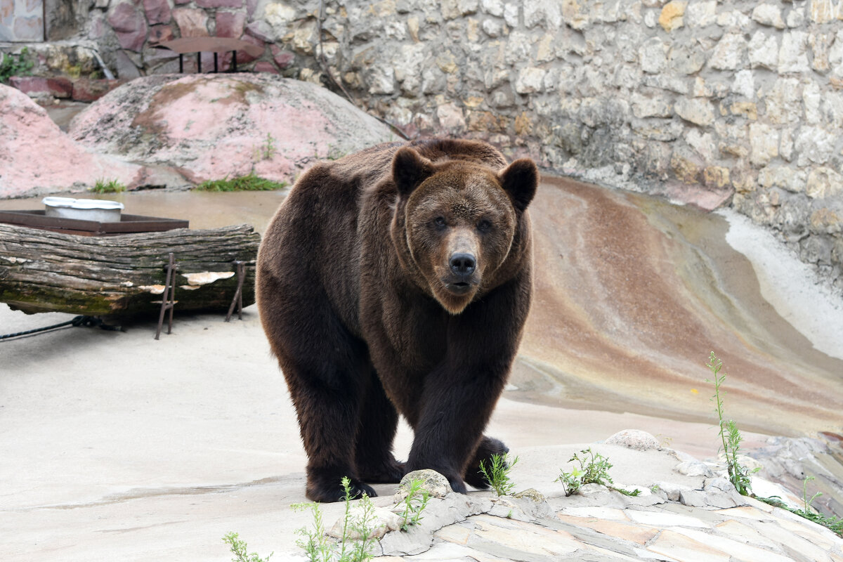 Московский Зоопарк. Бурый медведь Гром. - Наташа *****