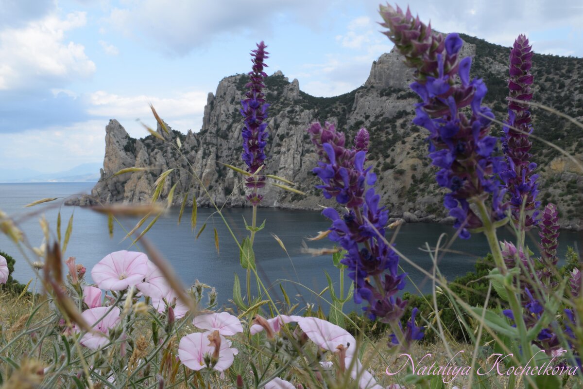 Природа Крыма - Amazing Cosmea Природа Крыма - Amazing Cosmea