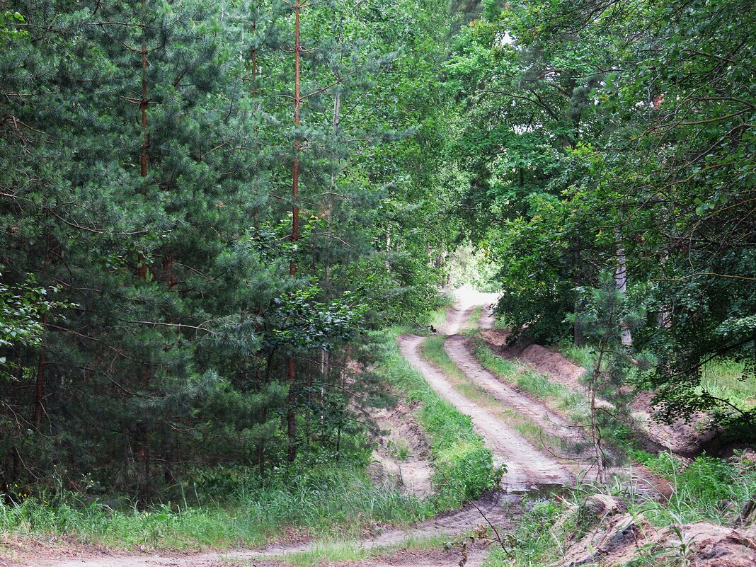 лесное - Елена Шаламова