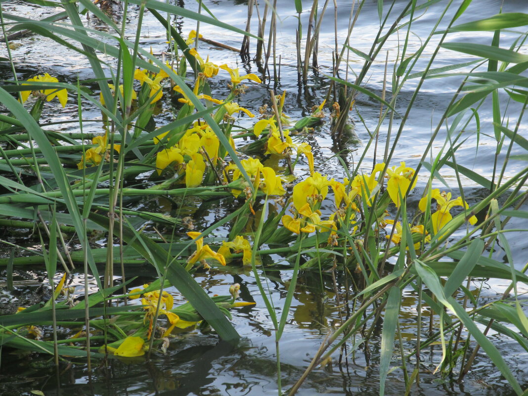 Ах, июнь ! - Елена Шаламова