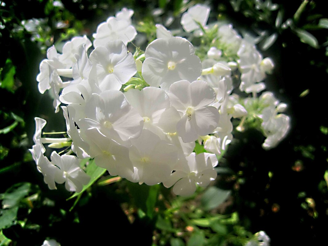 Флоксы - Елена Семигина