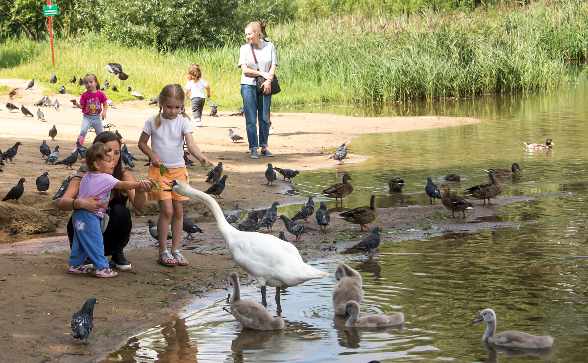 Как подружиться с лебедем. - Владимир Безбородов Как подружиться с лебедем. - Владимир Безбородов