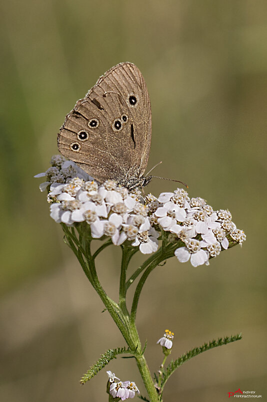 На цветке - Андрей Пристяжнюк На цветке - Андрей Пристяжнюк