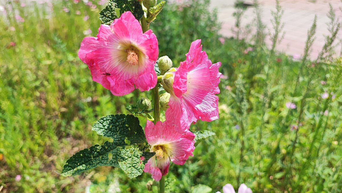 ,,, - Сергей Тимоновский