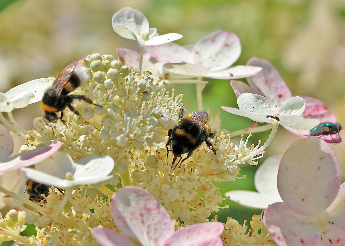 В тесноте, да не в обиде (столпотворение на гортензии) - Светлана 