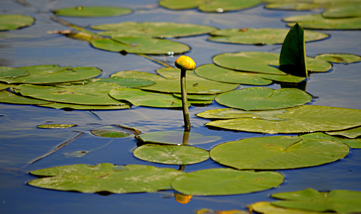 Речная симфония - Татьяна Лютаева Речная симфония - Татьяна Лютаева