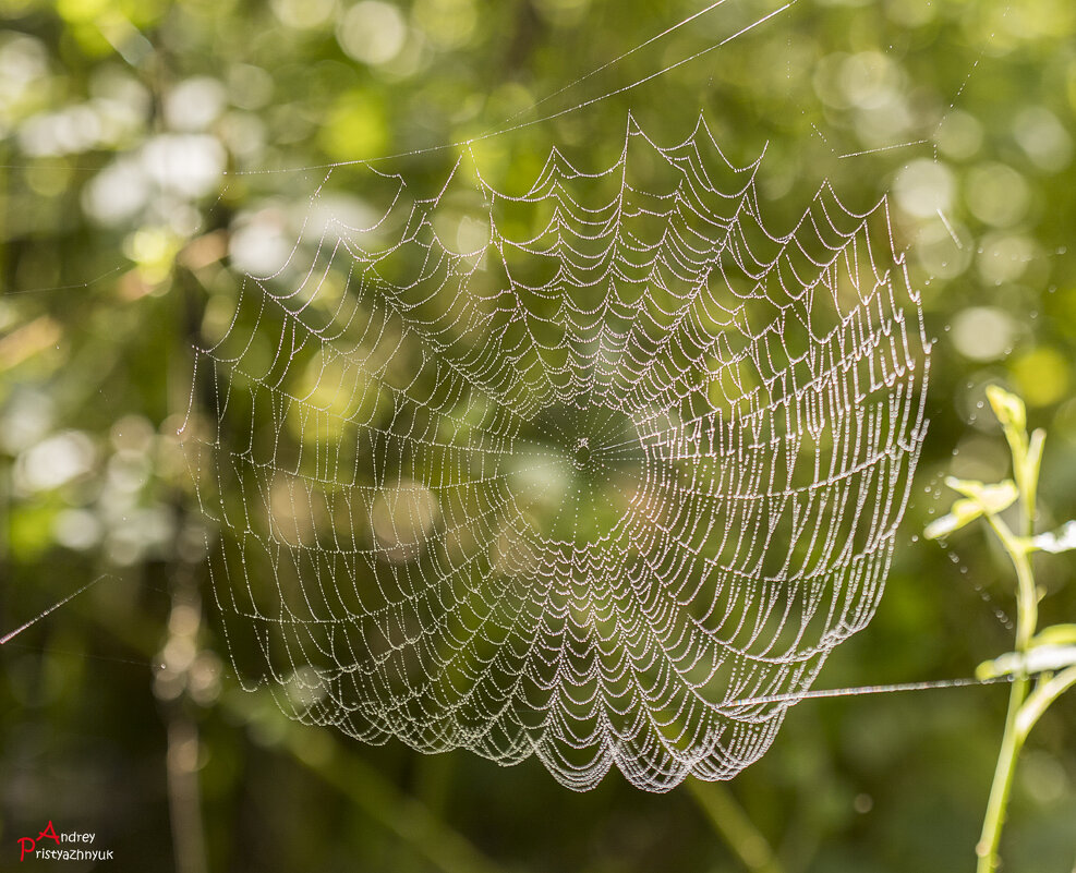 Паутинка - Андрей Пристяжнюк Паутинка - Андрей Пристяжнюк