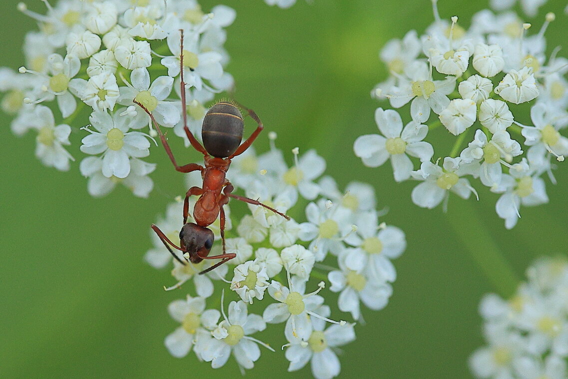 *** - Владилен Панченко