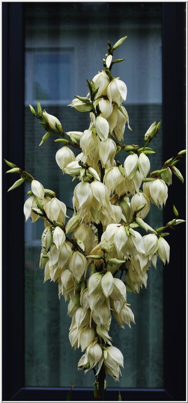 ОКНО-этюд... - Elvira E. ОКНО-этюд... - Elvira E.