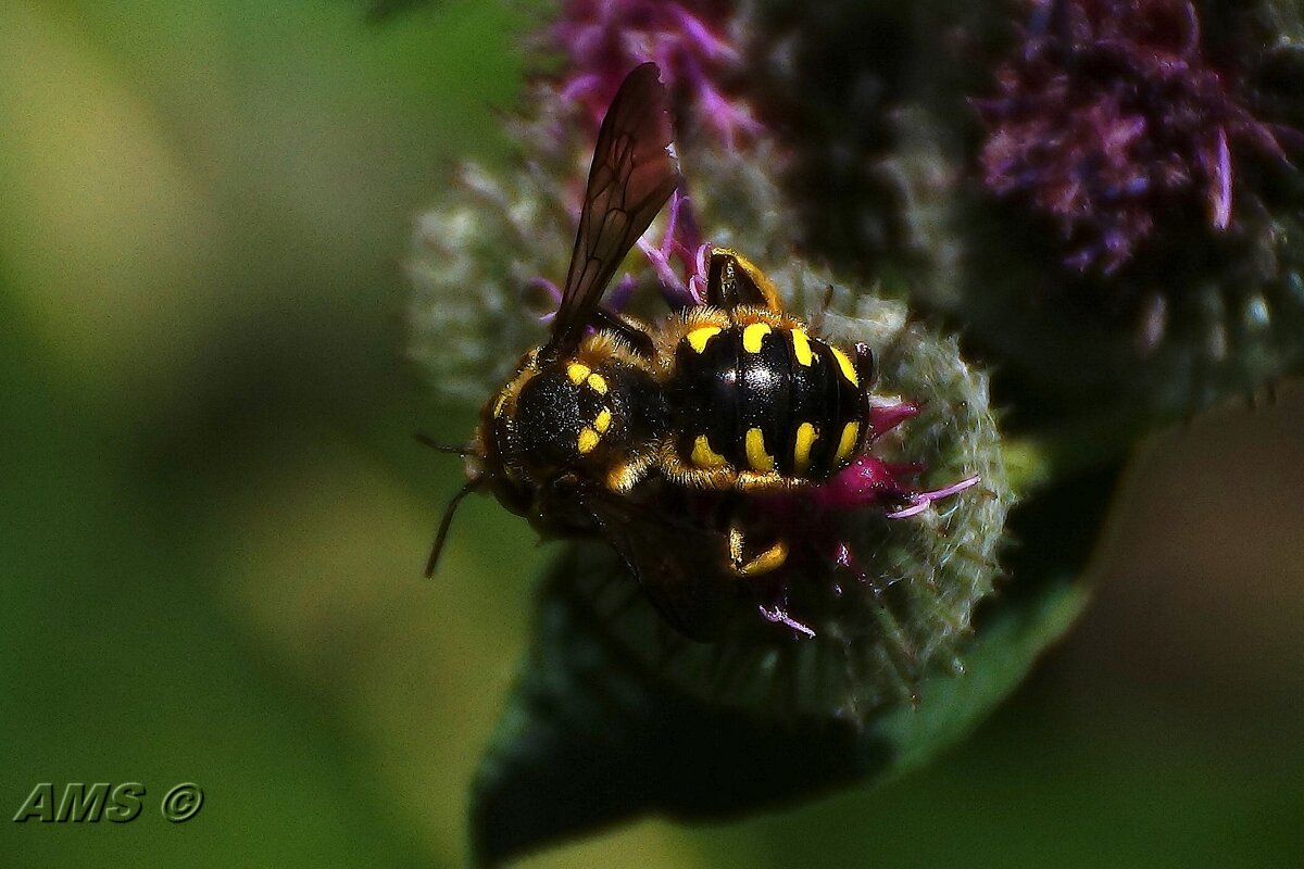 Ху ??? - kolyeretka 