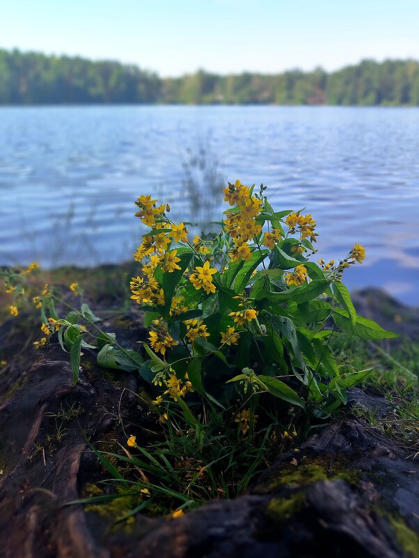 Лето озеро - Тамара Вебер