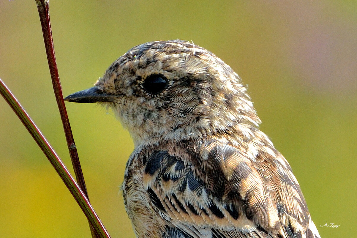 * - Александр Зуев