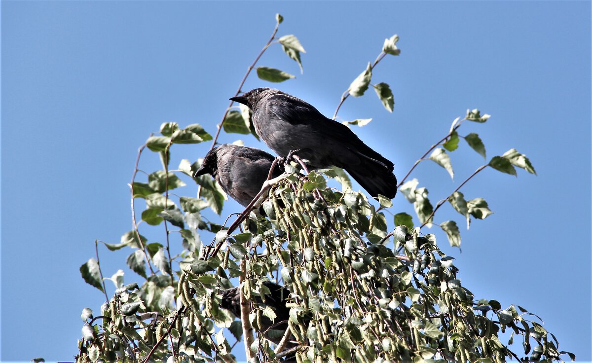 Лето. - Венера Чуйкова