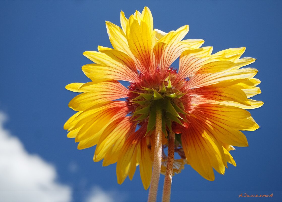 На пороге августа... - Андрей Заломленков На пороге августа... - Андрей Заломленков
