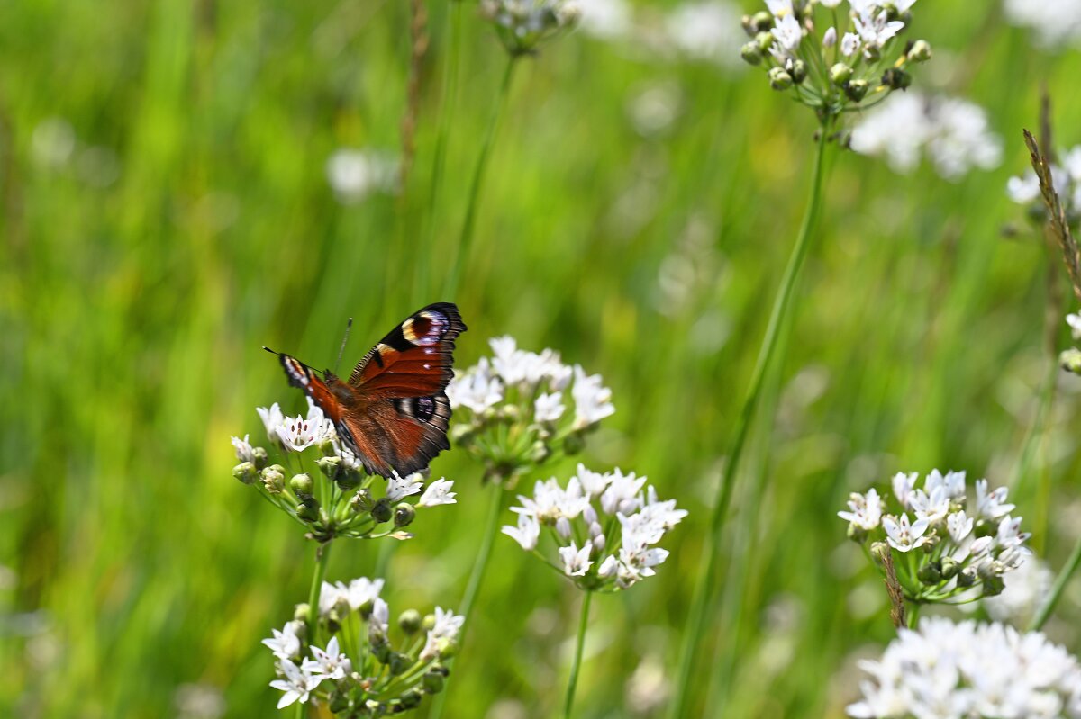 Павлиний глаз - Ольга 