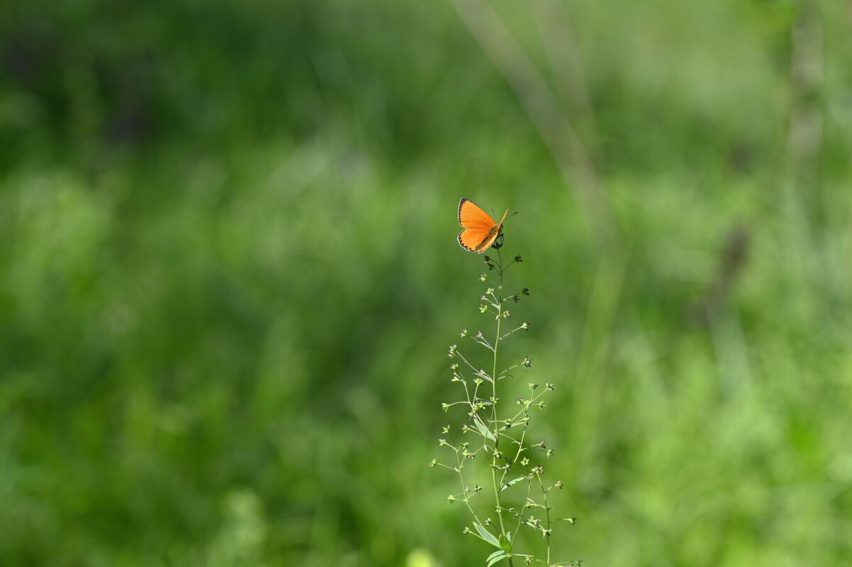 Червонец - Ольга 