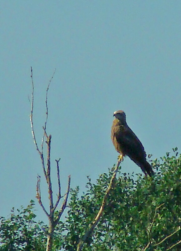 черный коршун - gawrilа - dan