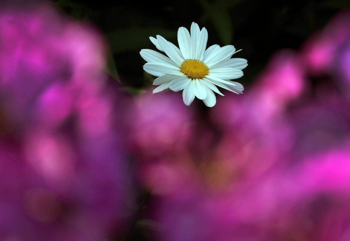 ромашка и флоксы - Михаил Бибичков