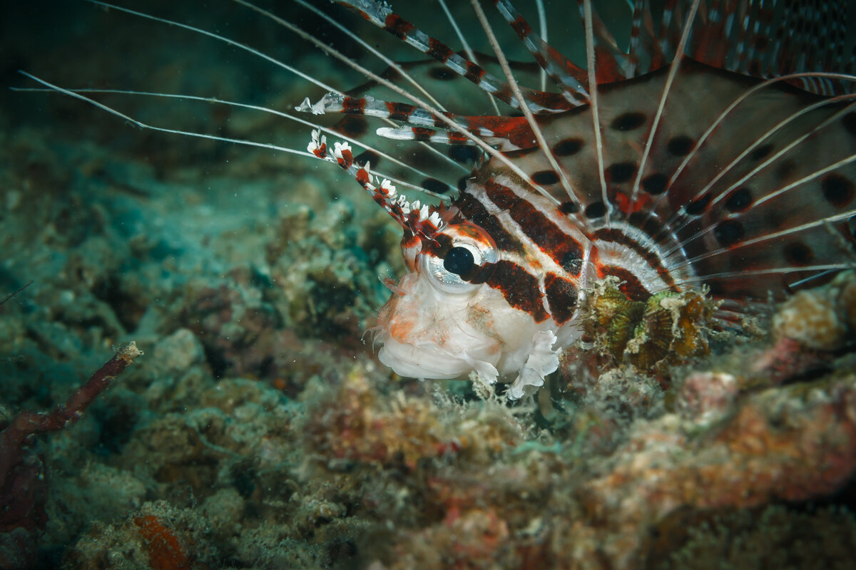 L I O N F I S H - алексей афанасьев