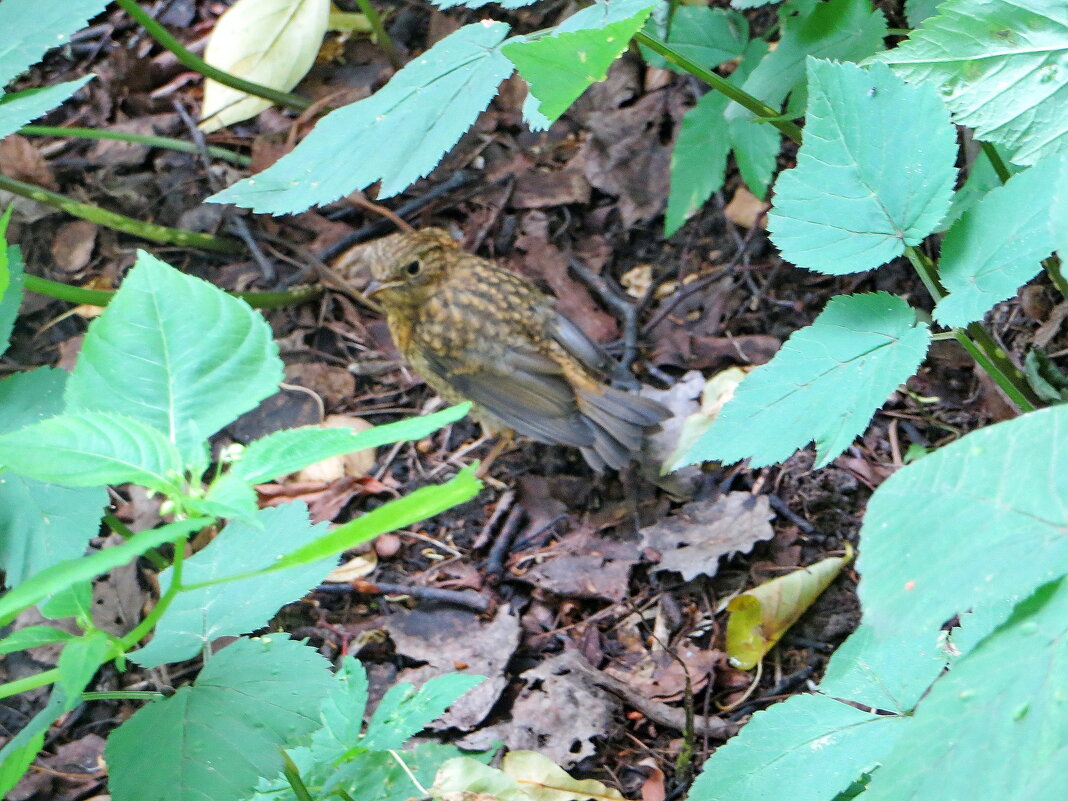 Уже не птенец, еще не зарянка - Александр Чеботарь