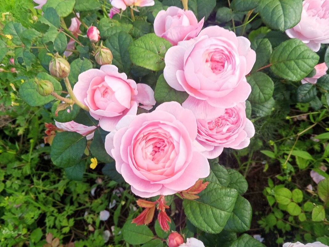 Розы - Сапсан 