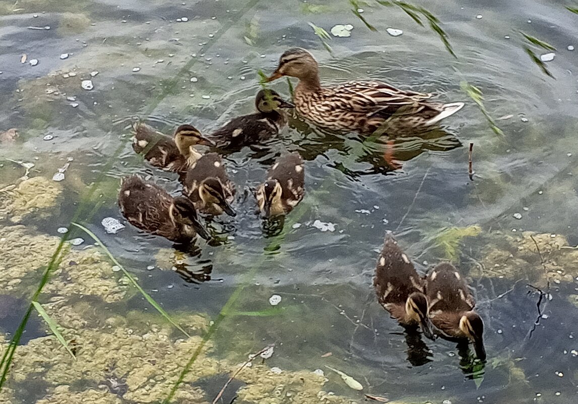 Утята - Сапсан 