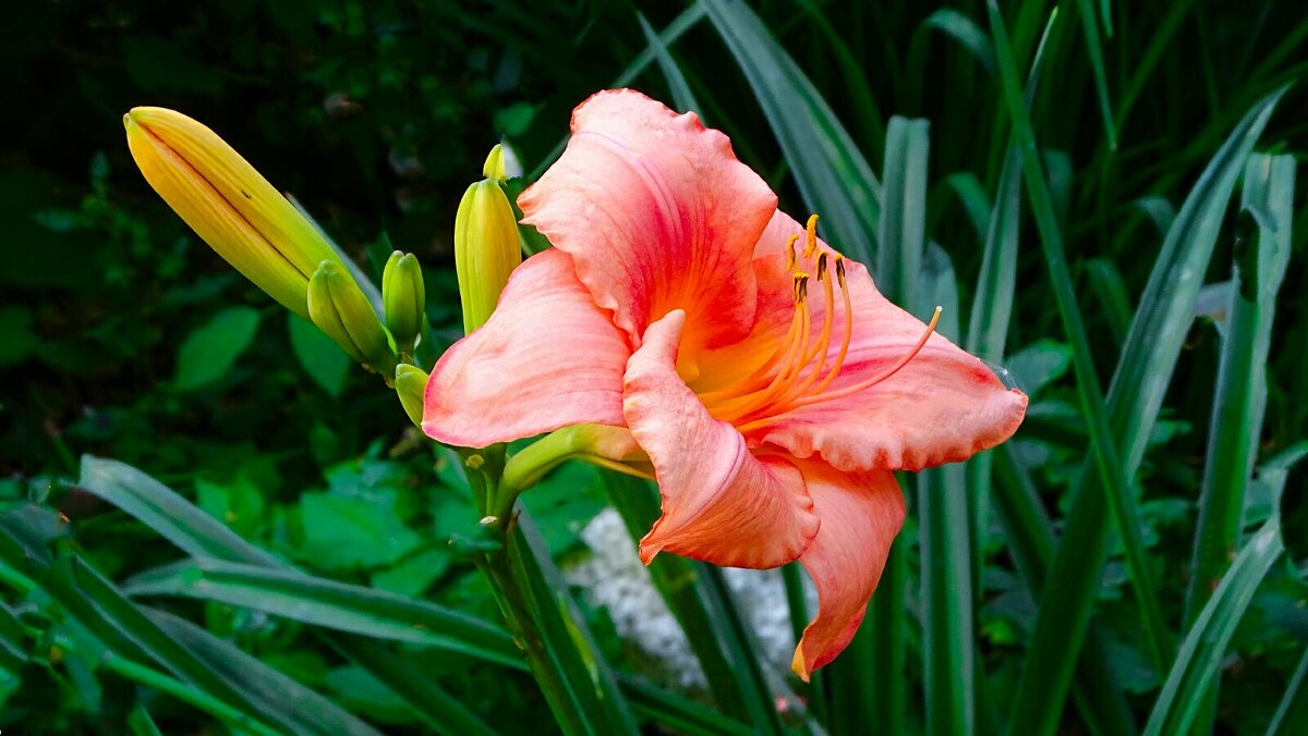 О красоте цветов. - Милешкин Владимир Алексеевич О красоте цветов. - Милешкин Владимир Алексеевич