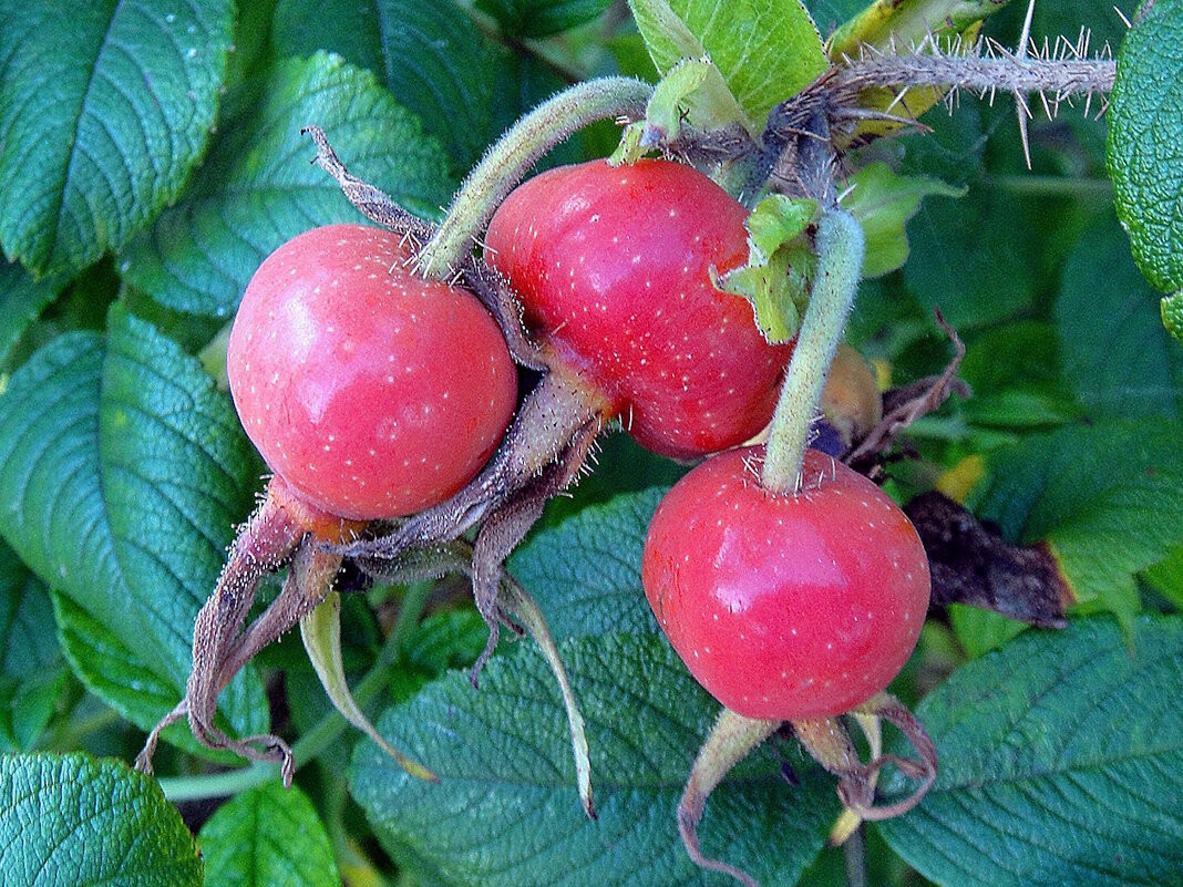 Плоды шиповника - Ольга Довженко